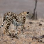 7m比分足球即时比分直播,精彩赛事一触即发! 8vhtpcety