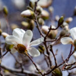 NBA极速直播:畅享高清流畅的篮球赛事盛宴 48a3xxtnjo