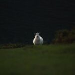 NBA比分开奖结果最新揭晓:谁是今日赢家? uzqt0